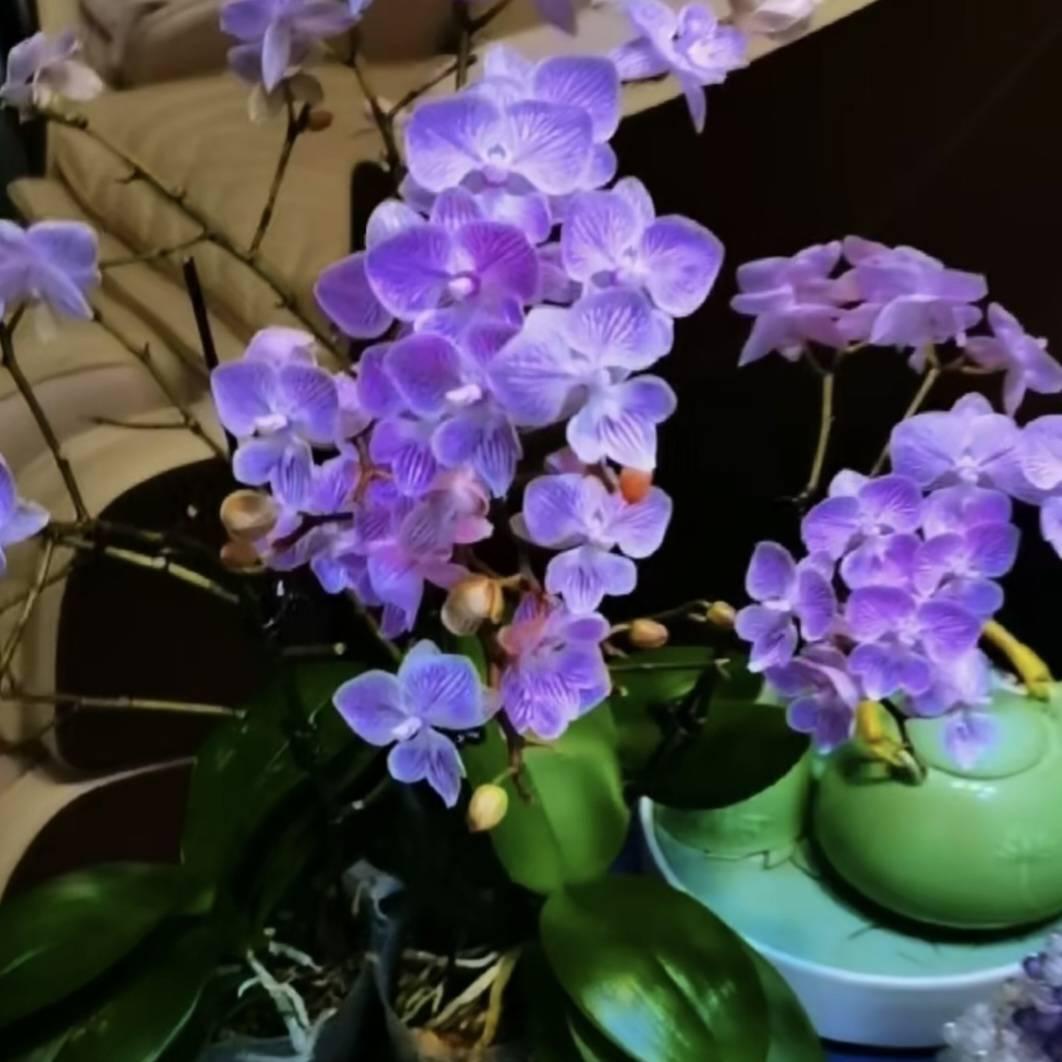 岁月安然4