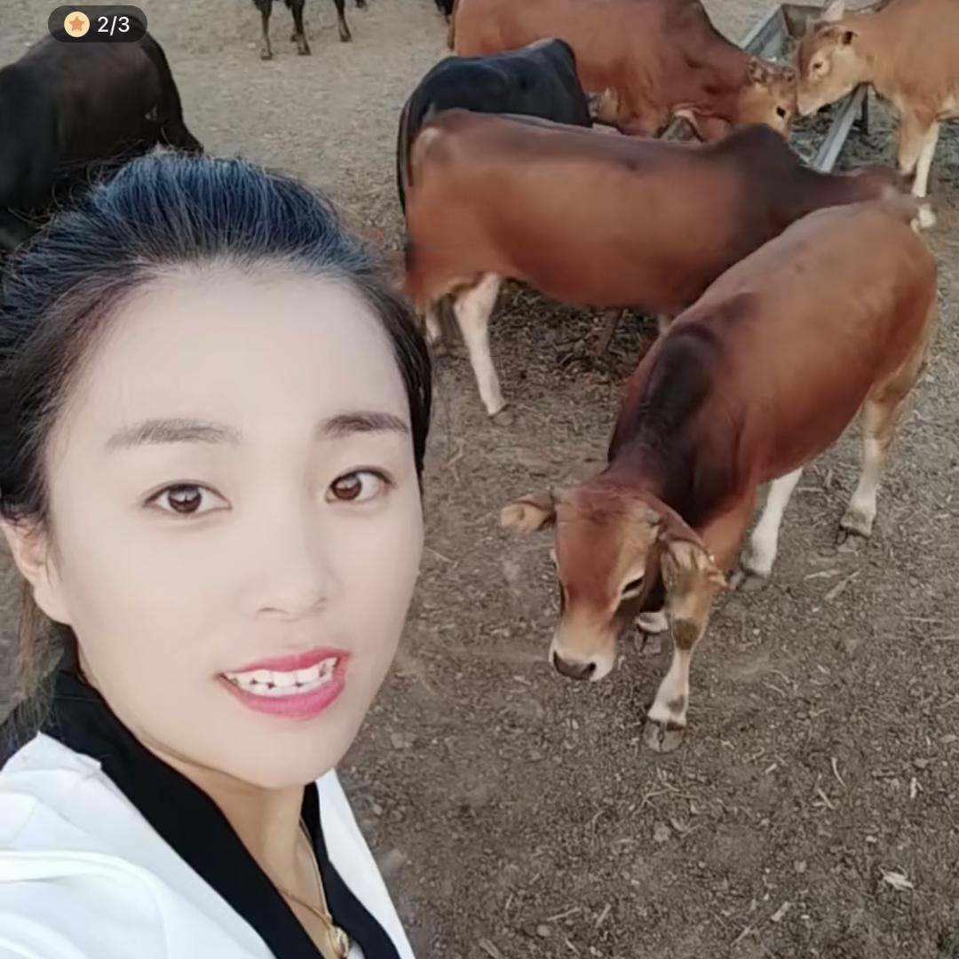 雪莲养牛场