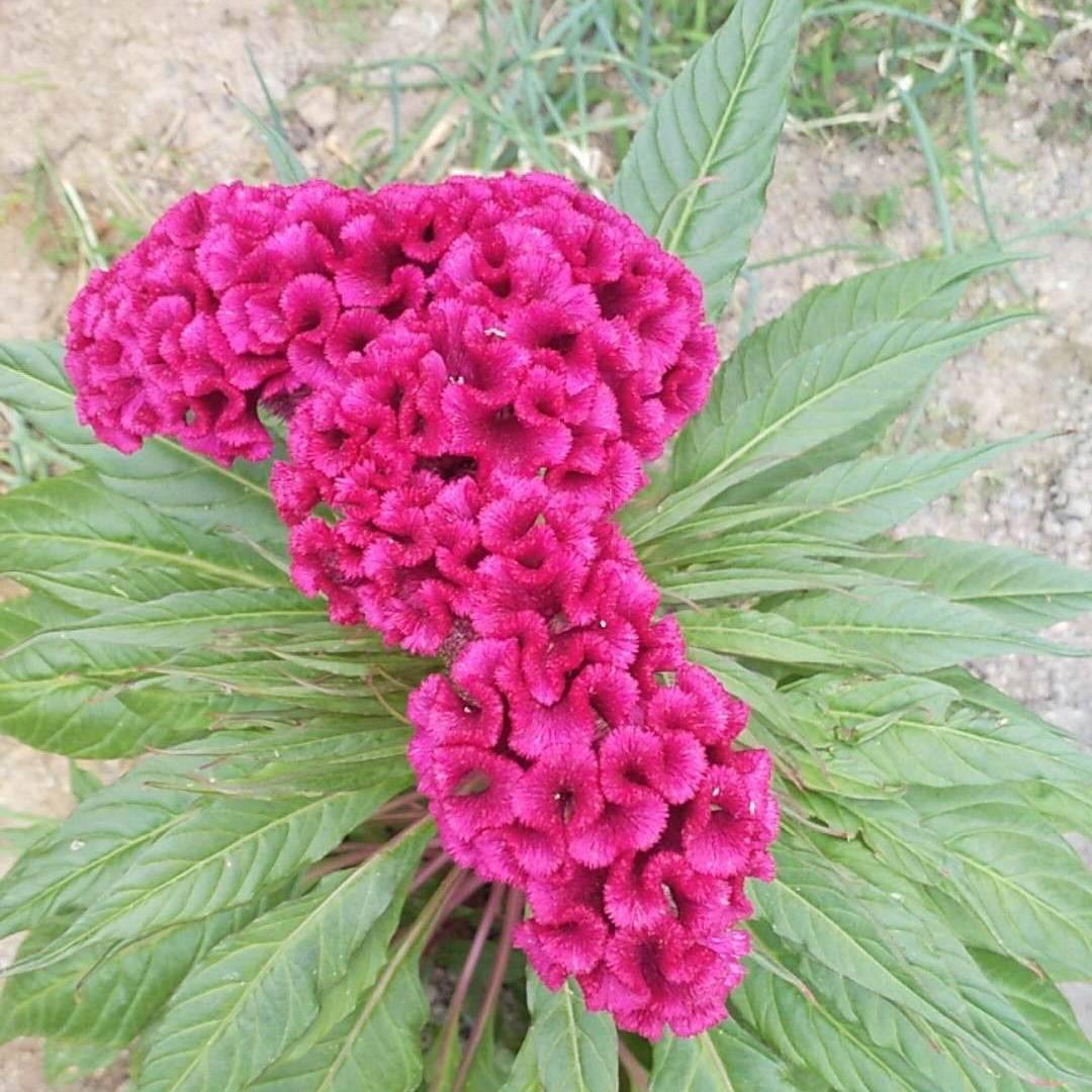 🍀晓♛乐🍀