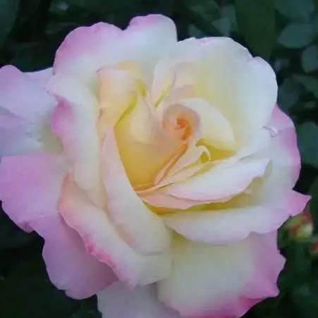 萍》凡女人 🌹
