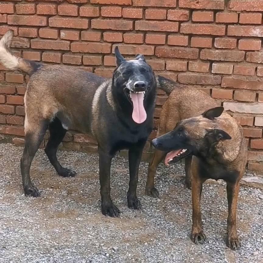 鞍山马犬比熊京巴