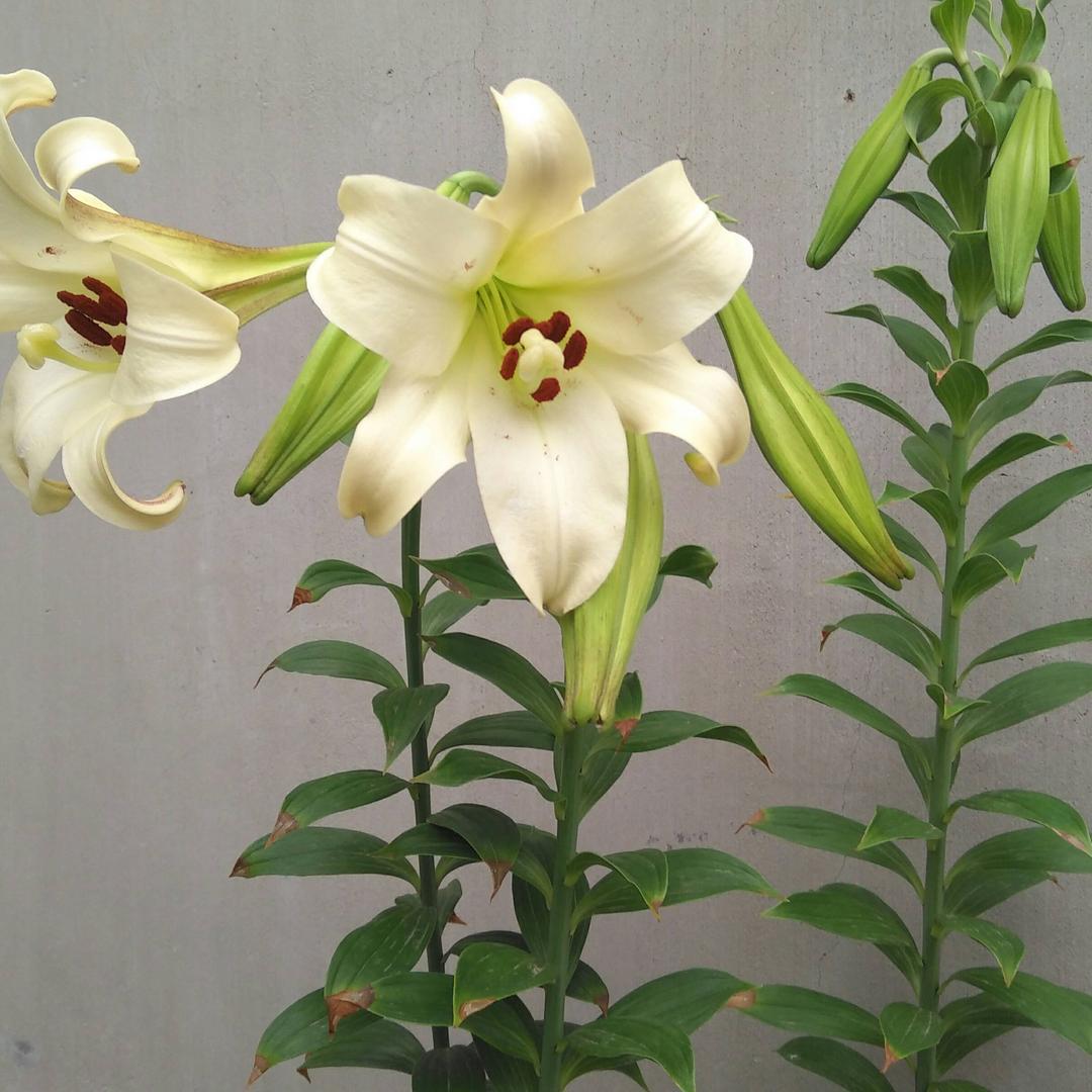 快乐wf41