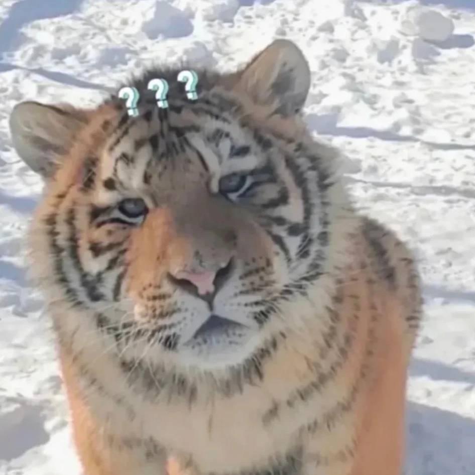 大猫动漫