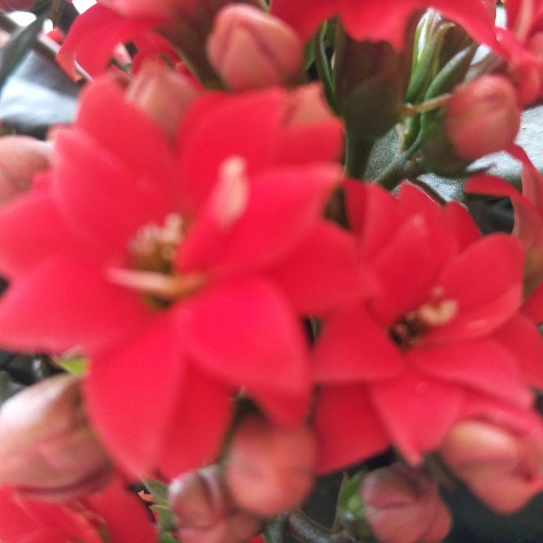 好运常相伴🌺️