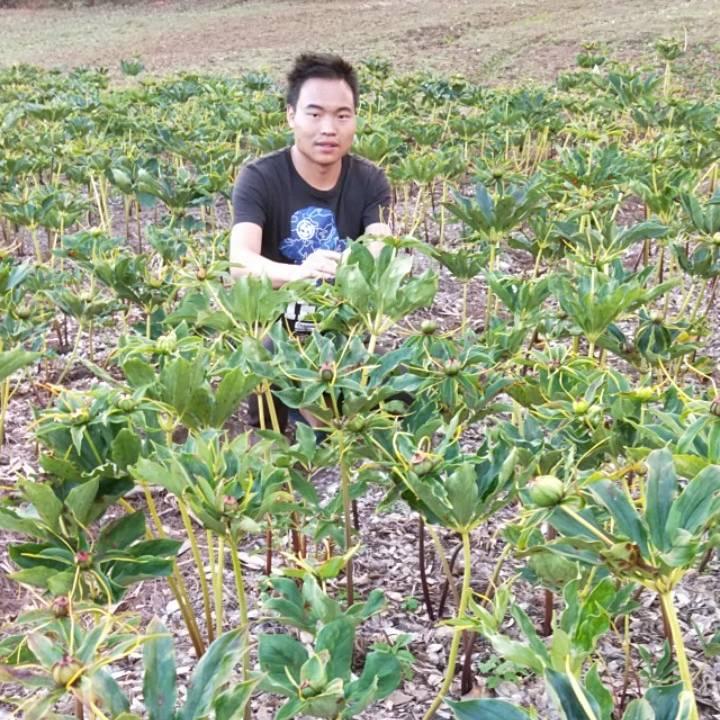 宁蒗马超滇重楼种植户