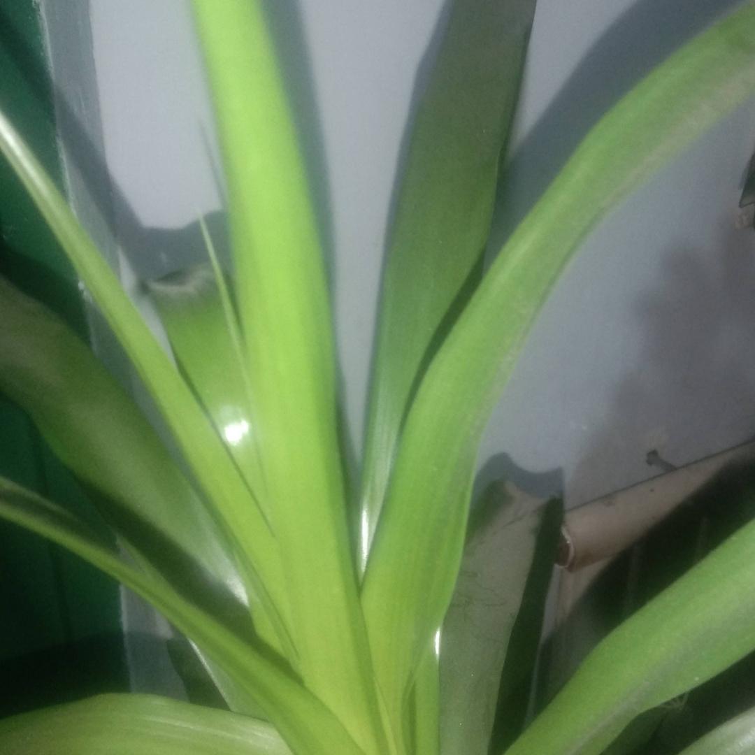 @、。。☞君子兰