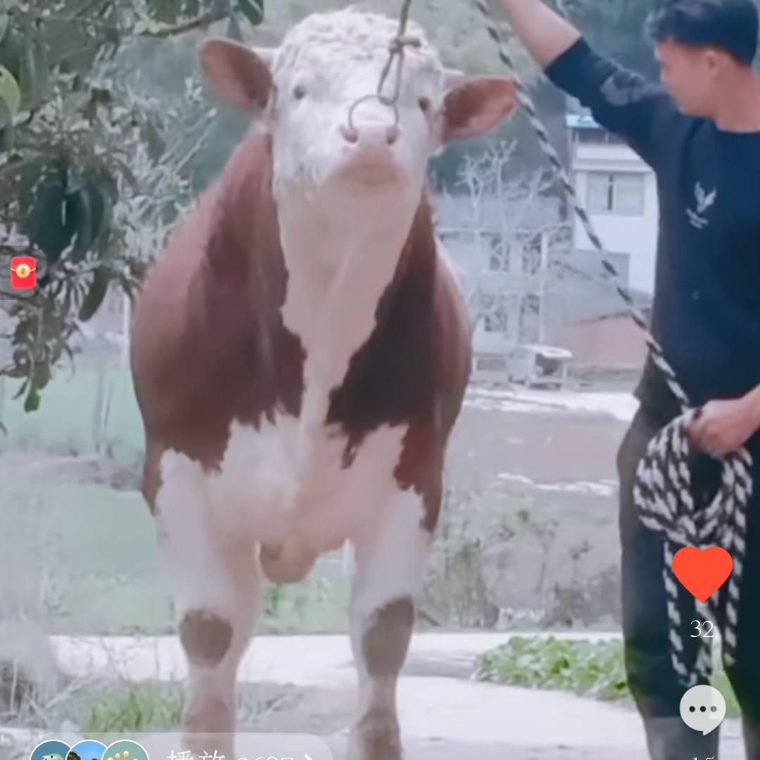 养牛，贫困户