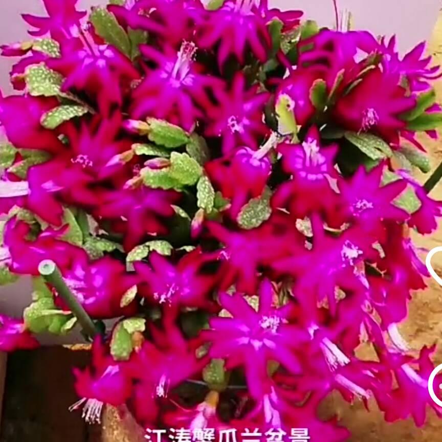 富贵吉祥