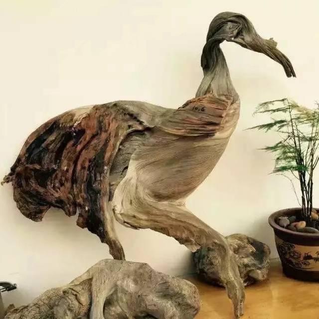太行崖柏小杨金钱石