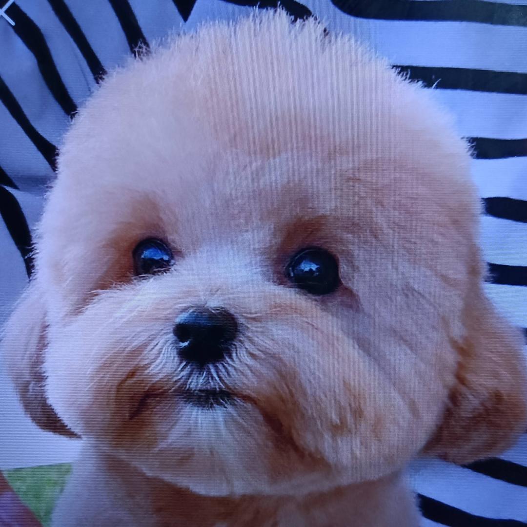 蠢萌萌