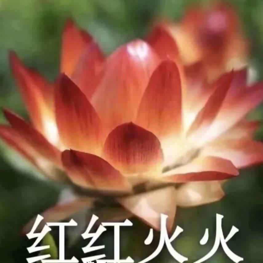 红红火火888