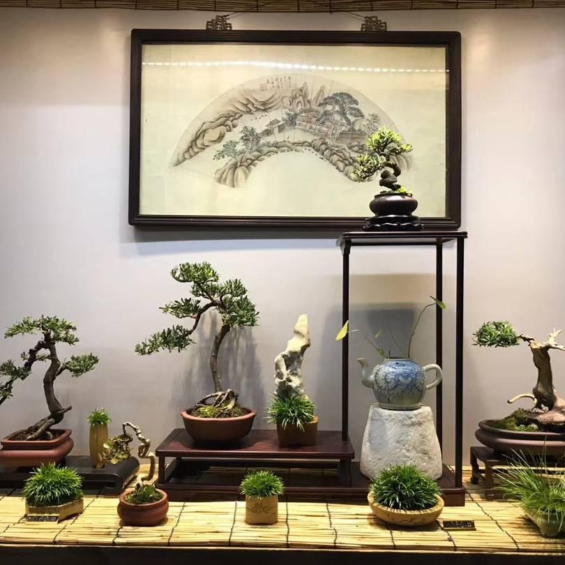 源盆景艺术