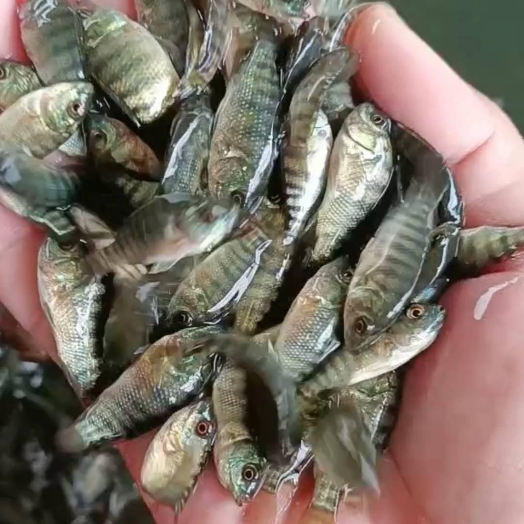 茂名☞淡水养殖☜