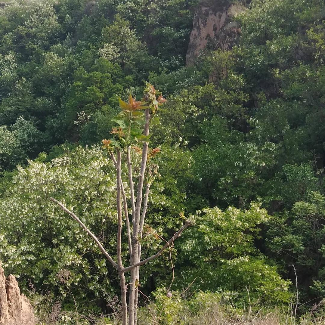 ✨彬州老顽童✨