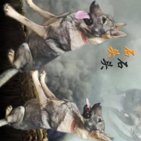 金世缘