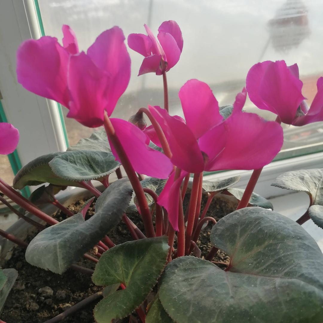 春暖花开666666