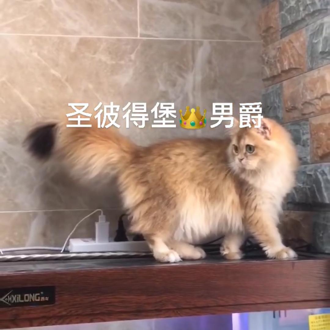 圣彼得堡