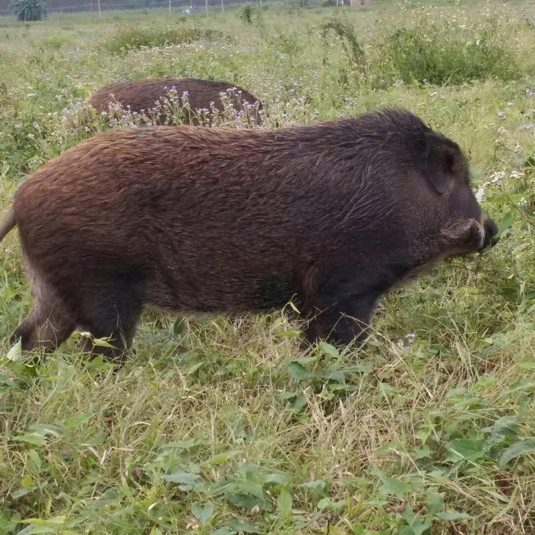 山雁牧业