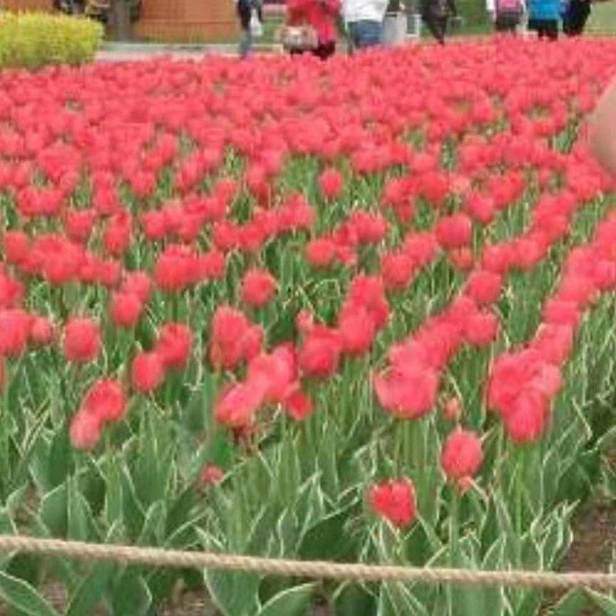 奔跑的五花肉ys