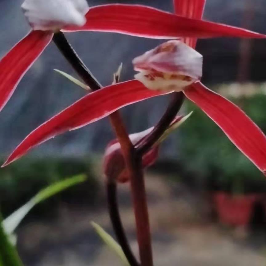 瑶族小何花卉