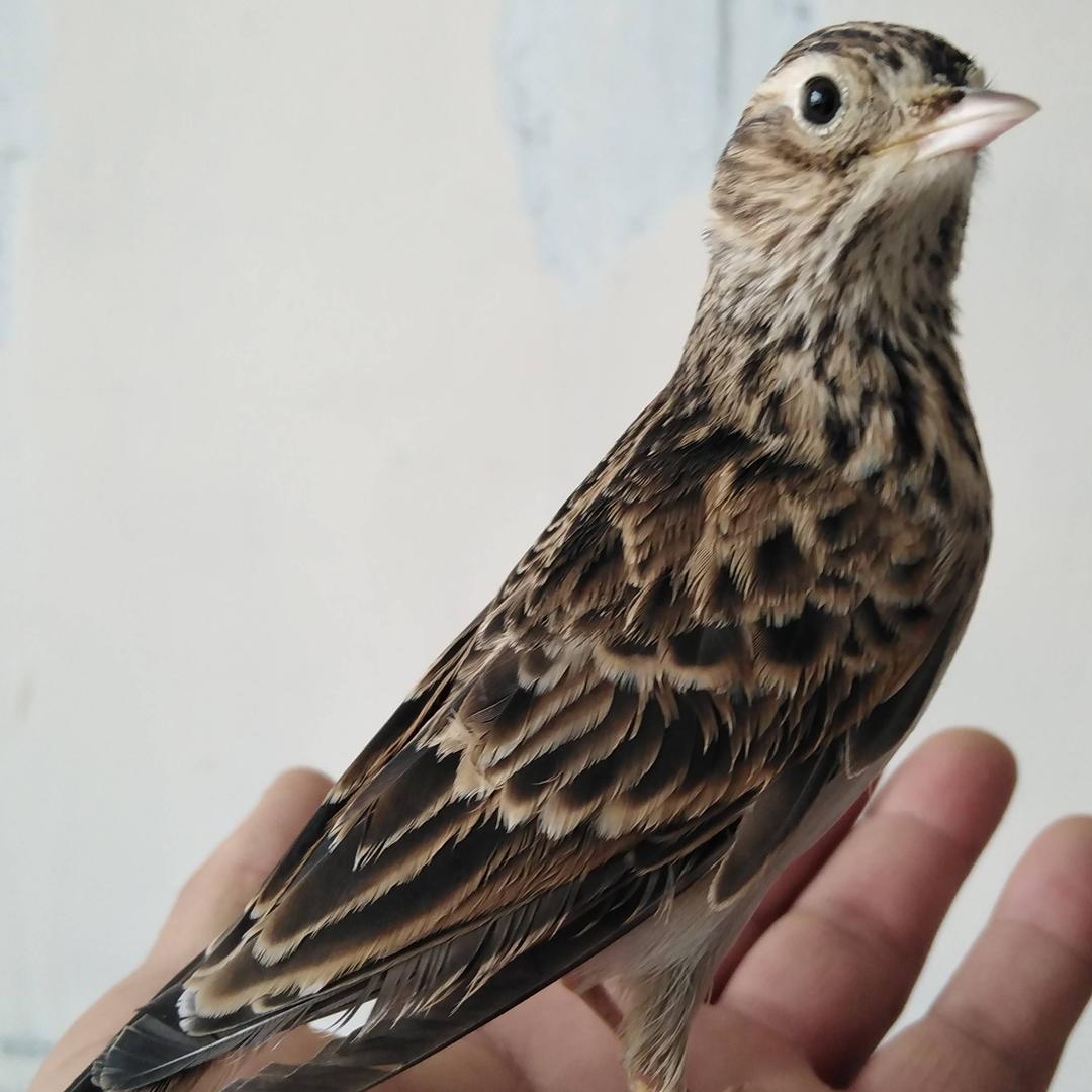 唢呐：鸟语花香。