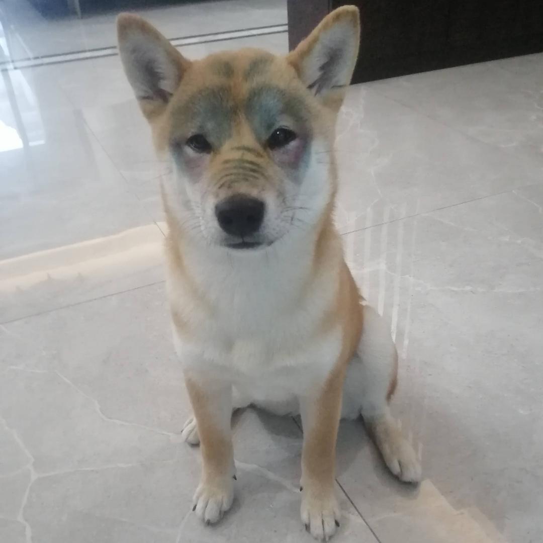 翠花的小日子