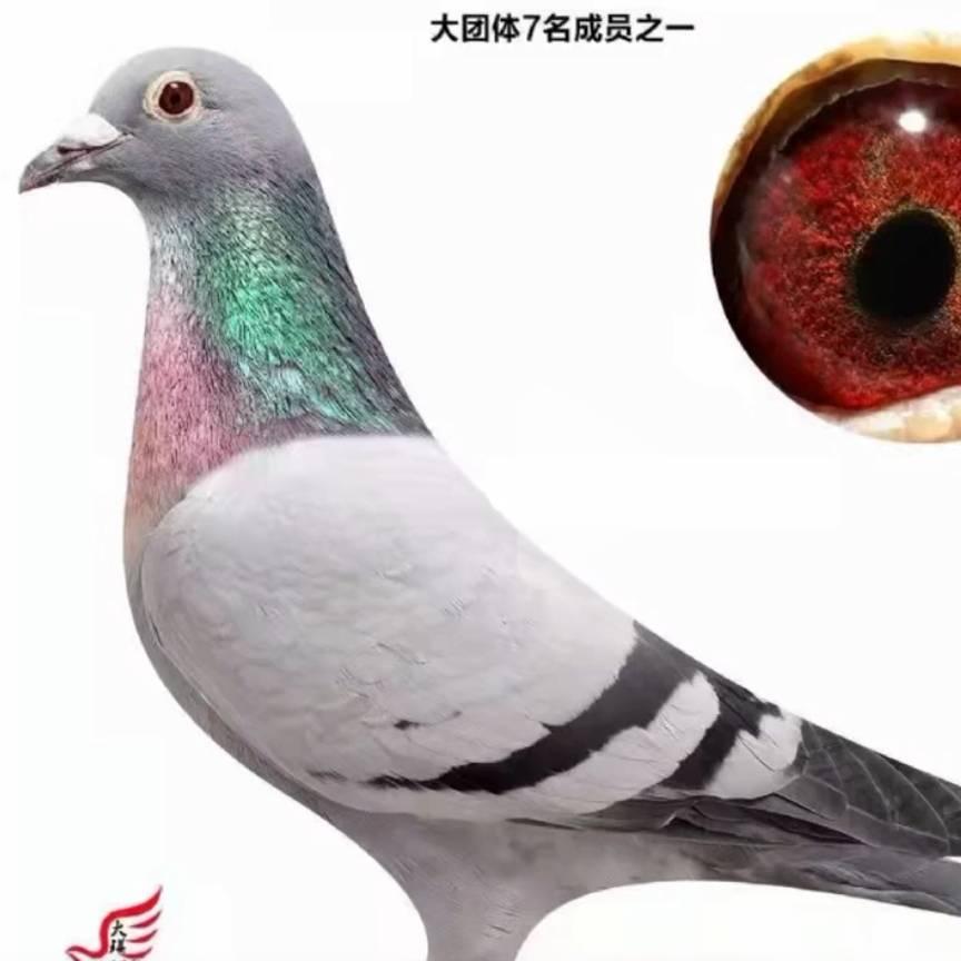 磊垚信鸽销售处