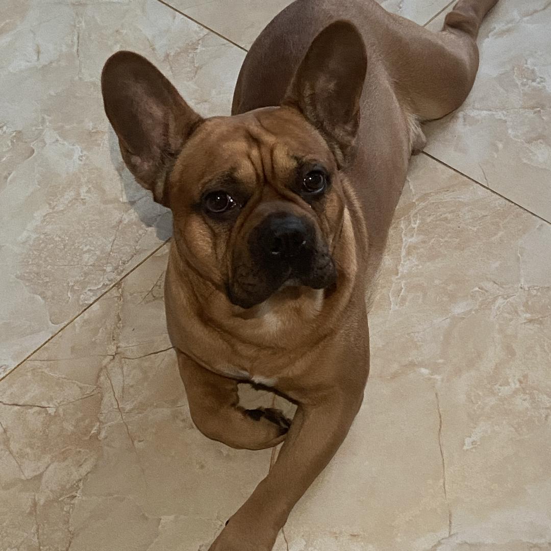 牛牛🐶