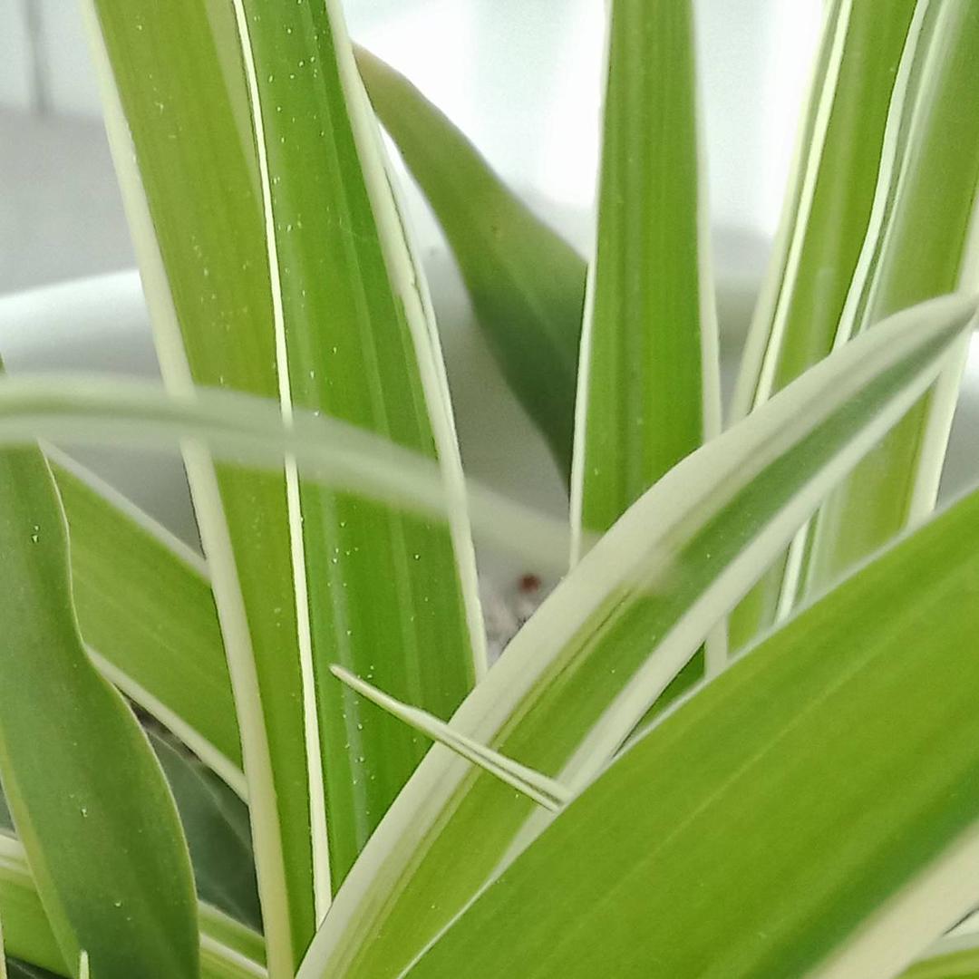 叶子🍀情感🍃