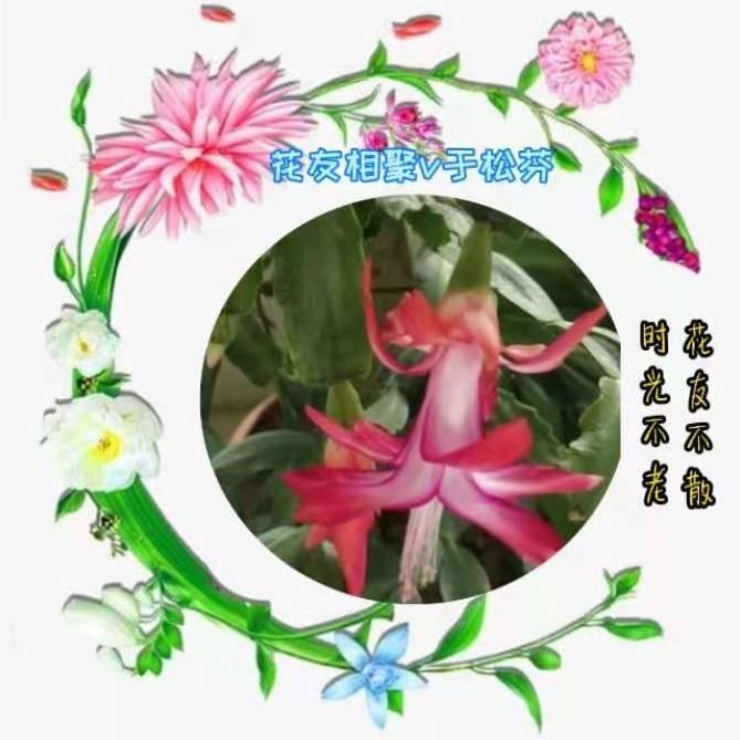 于松芬花友相聚