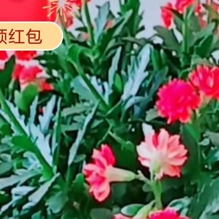 开心快乐每一w367