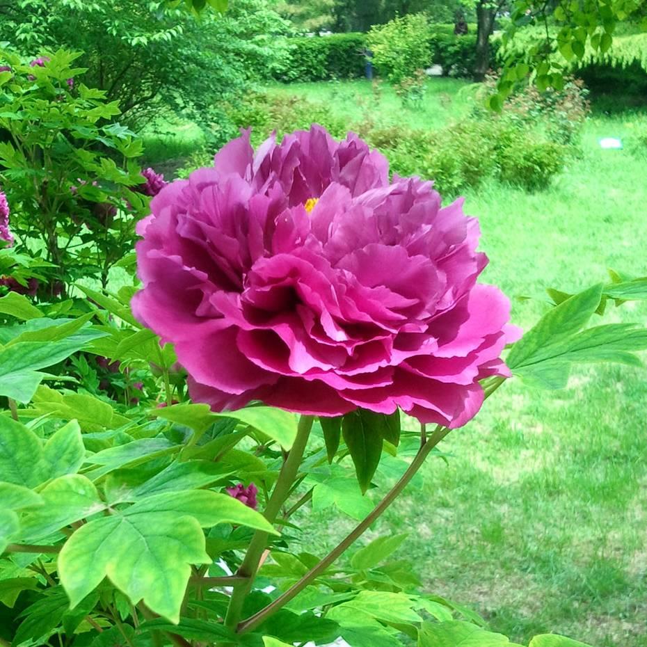 🌹吉祥如意🌹