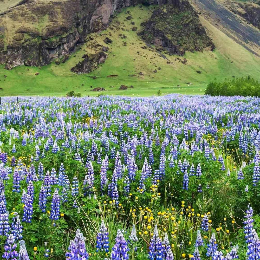 何以解忧，唯有杜康