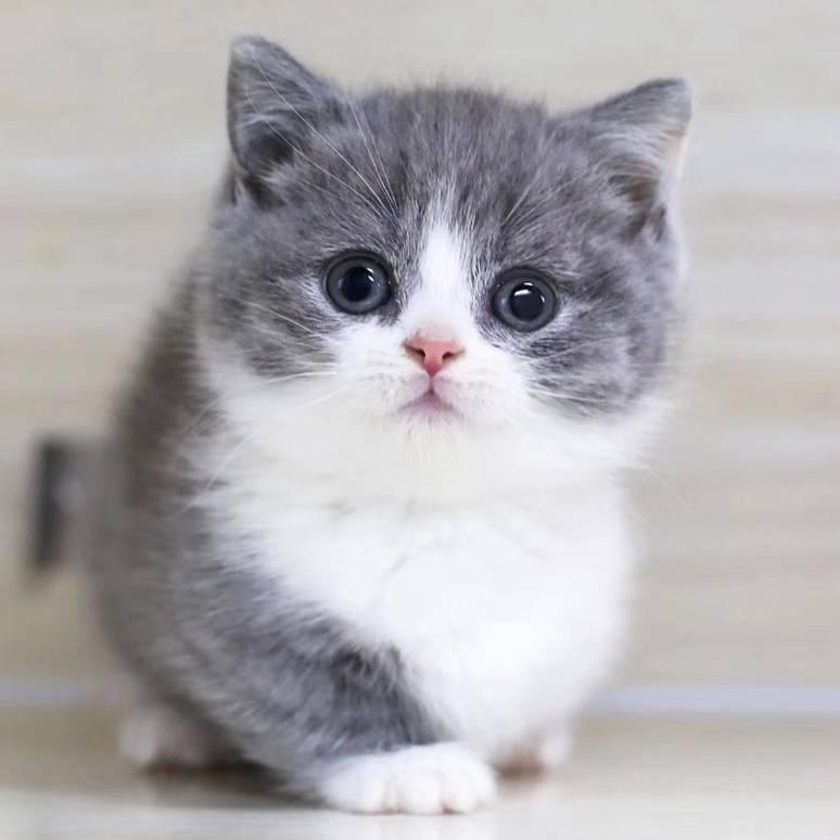 猫子