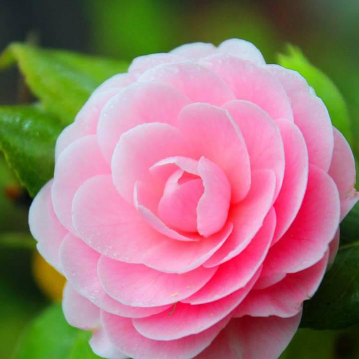 醉写南风微凉697