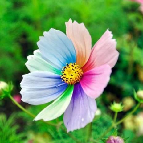 七色花🌸