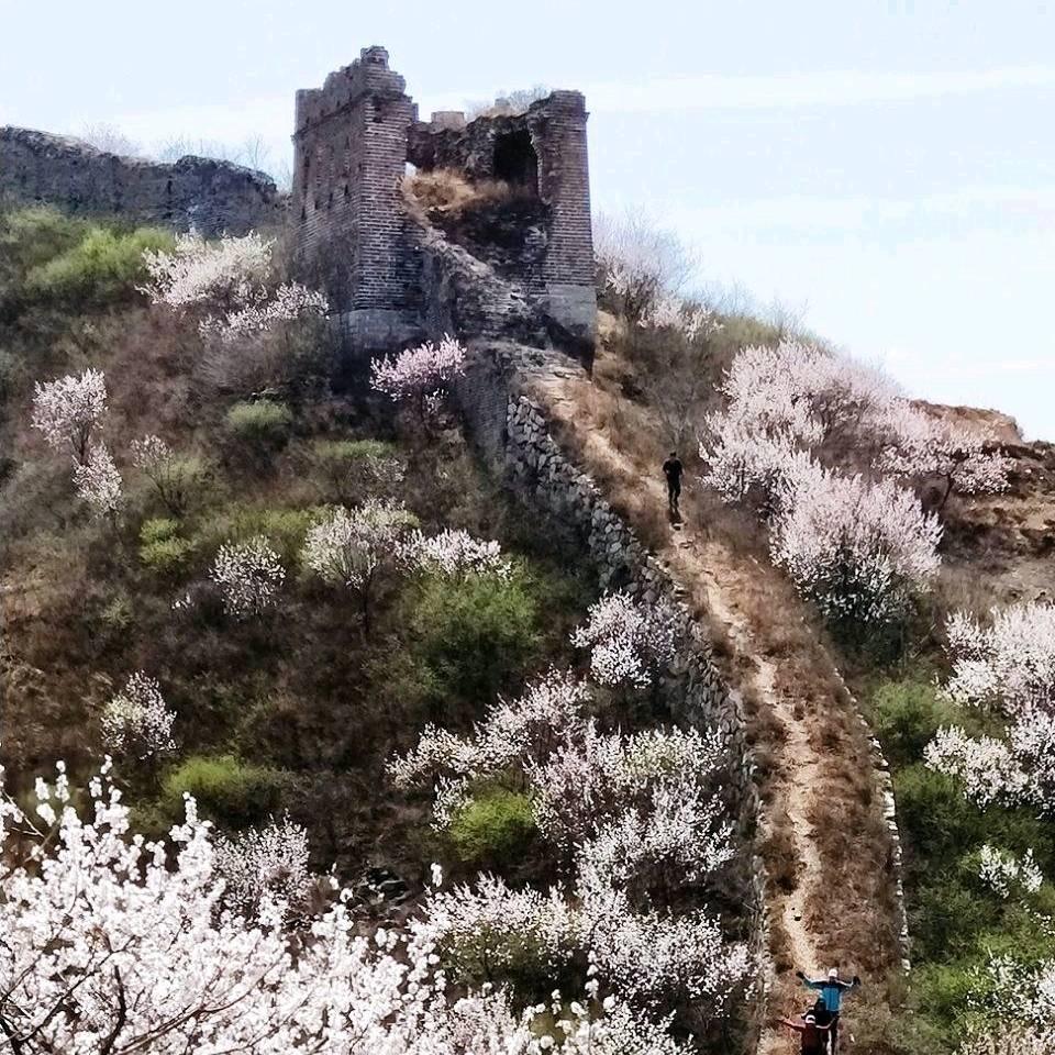 梅妆🌳