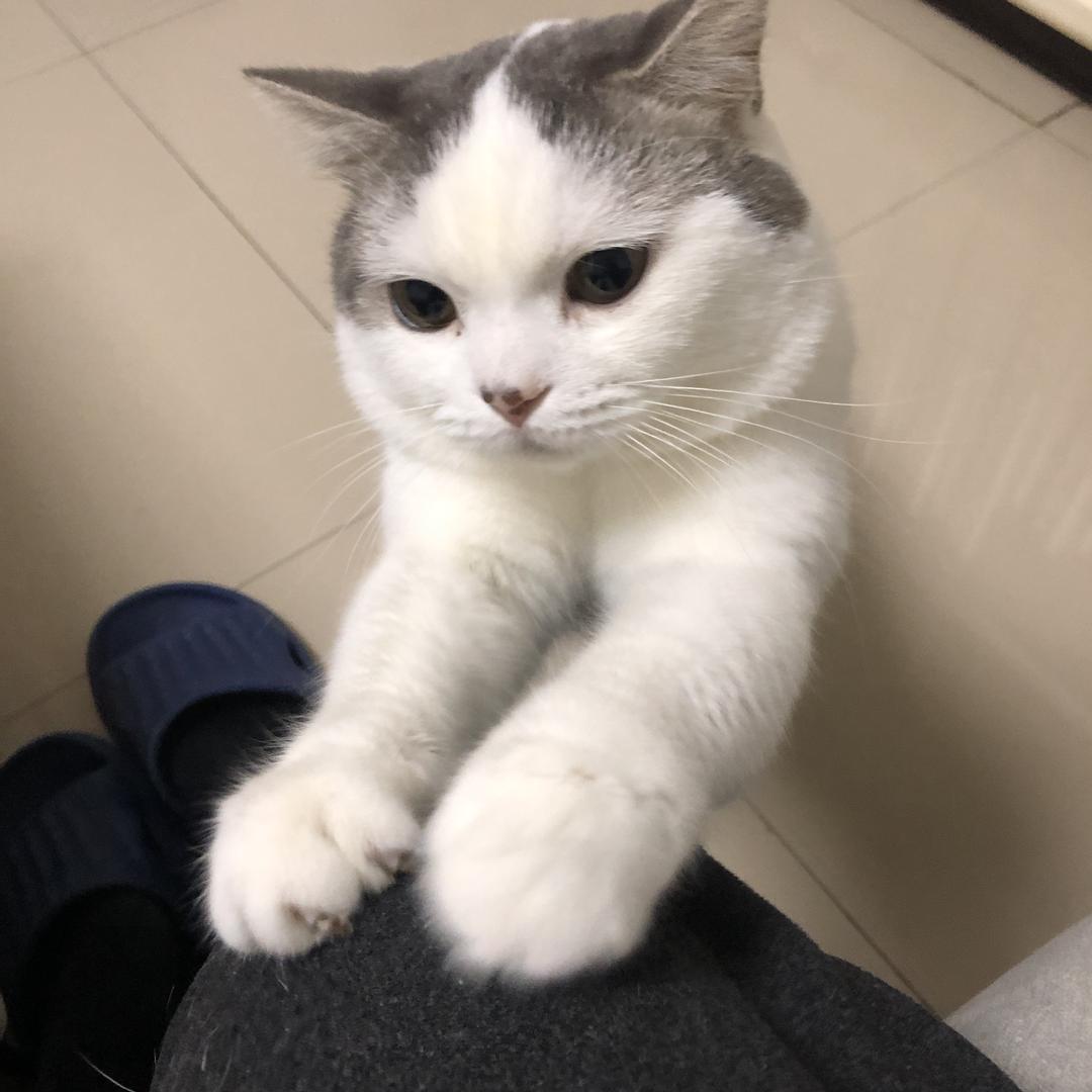 腿哥的女主
