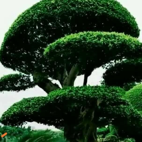 宁静志远
