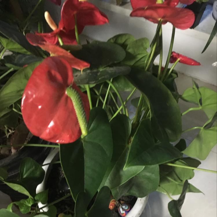 枫叶🍁知秋