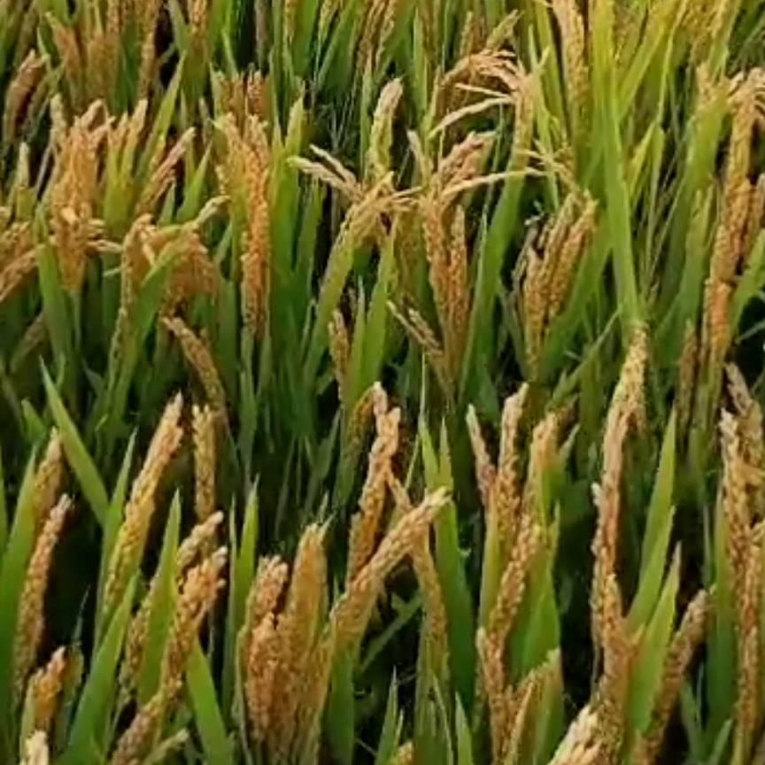🌾东北水稻哥🌾