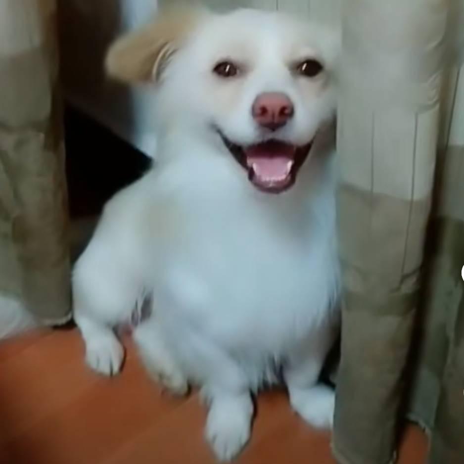 宝宝的毛孩小院