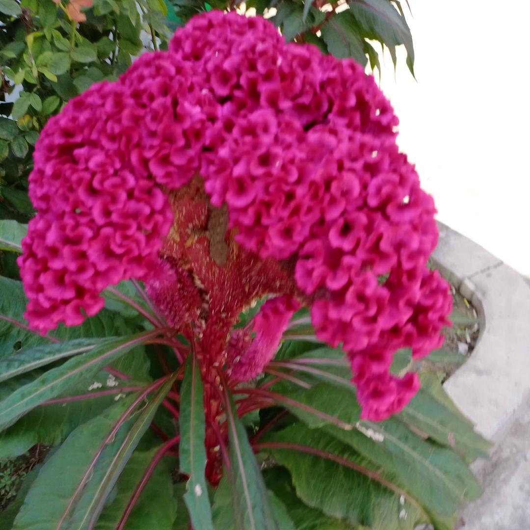 美丽朱楼村