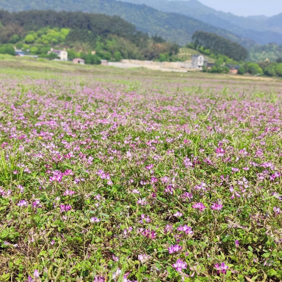 减肥每天吃什么