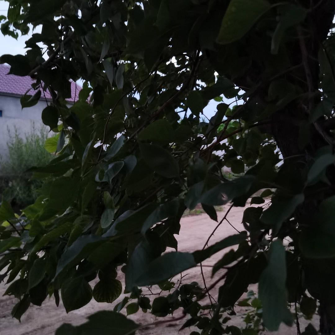红兰雨后彩虹8838