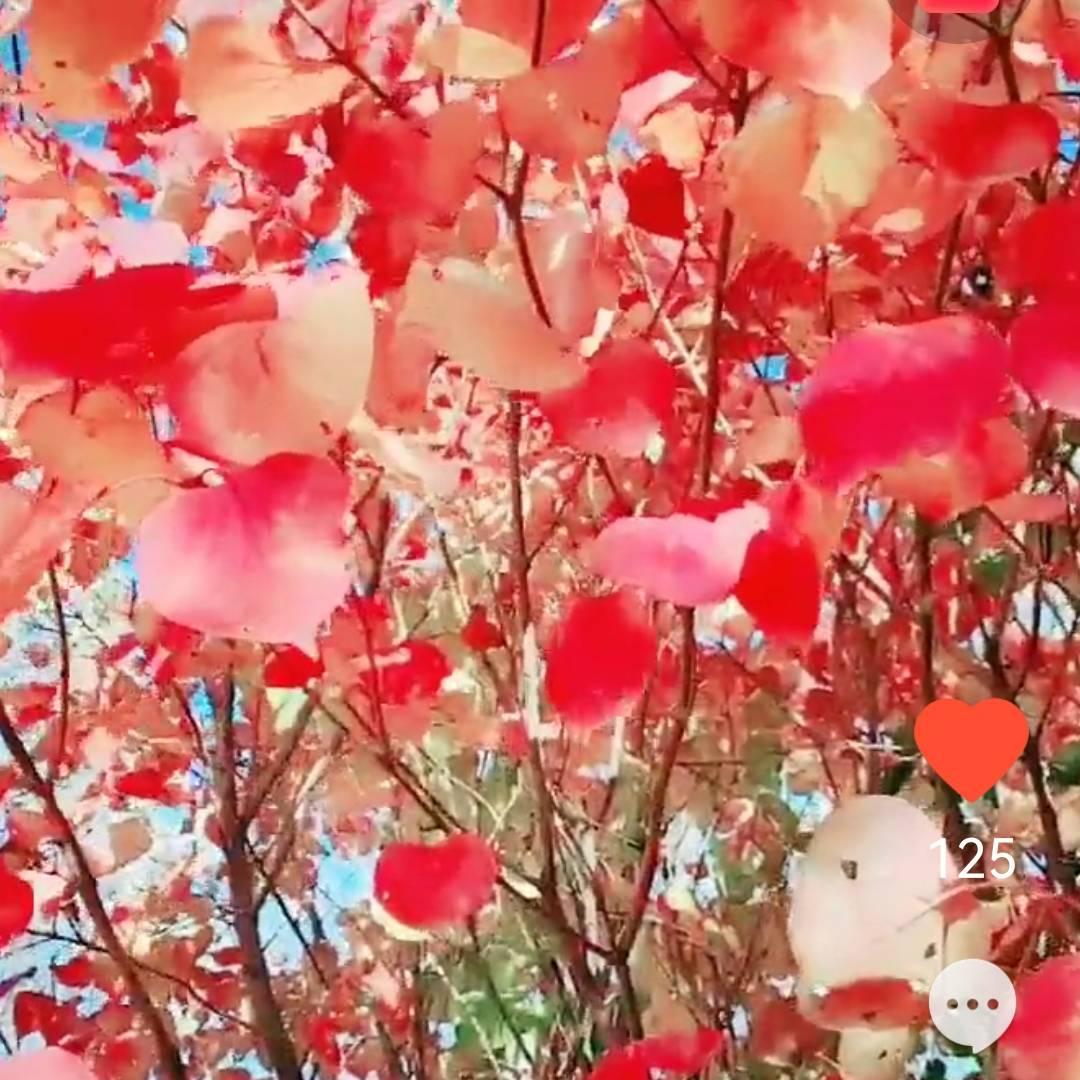 流韵远长直到齐眉比肩