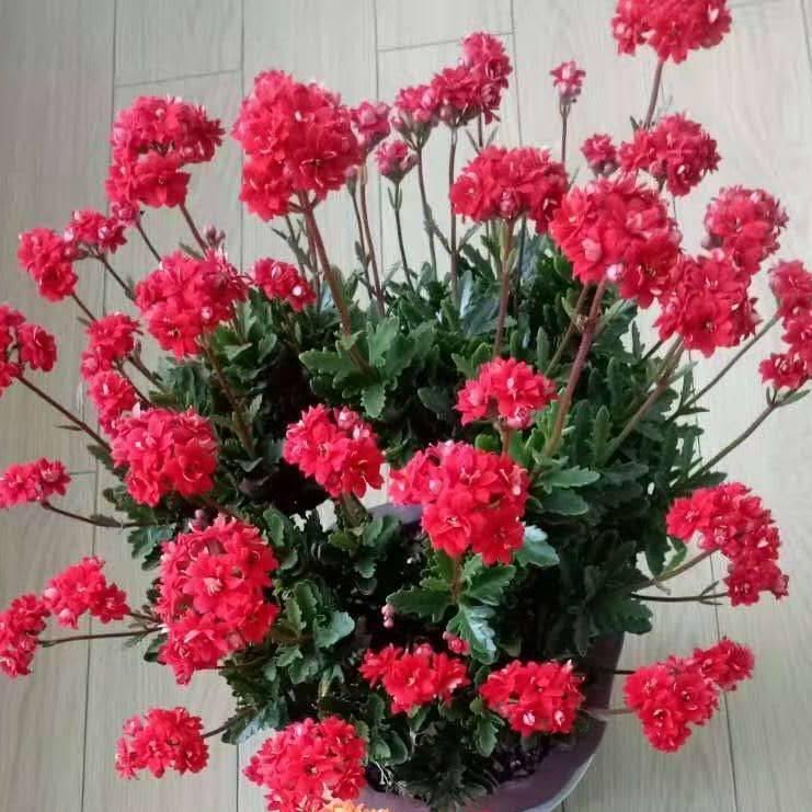 ❤️幸福快乐❤️