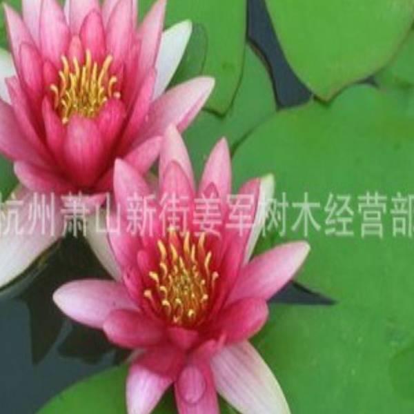 莲花