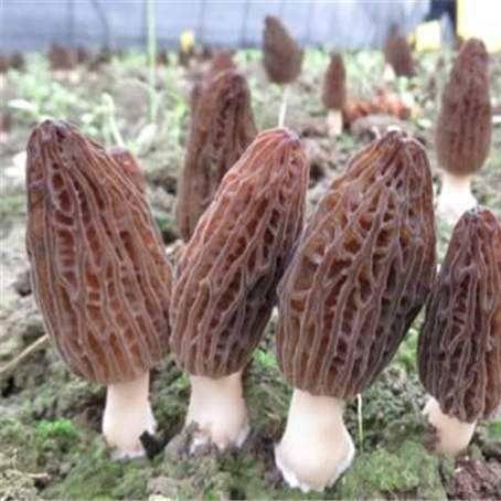 商丘羊肚菌种植合作社