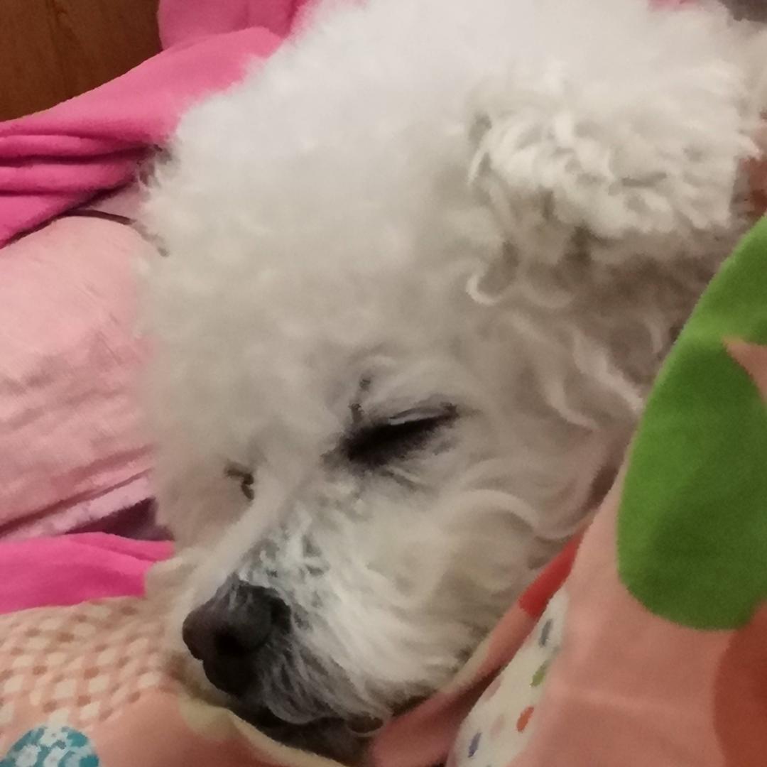 大冻梨头像